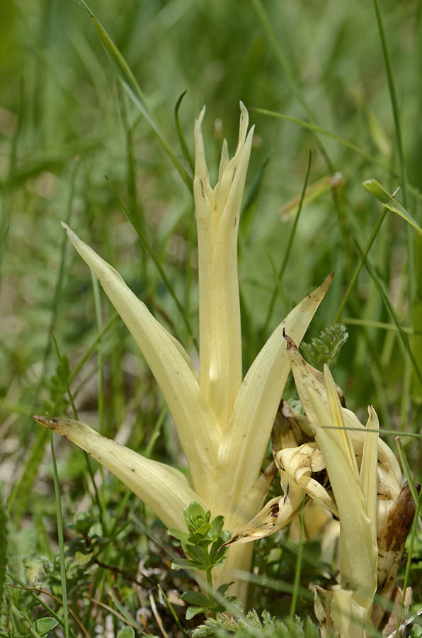 Pianta parassita?   Da id.